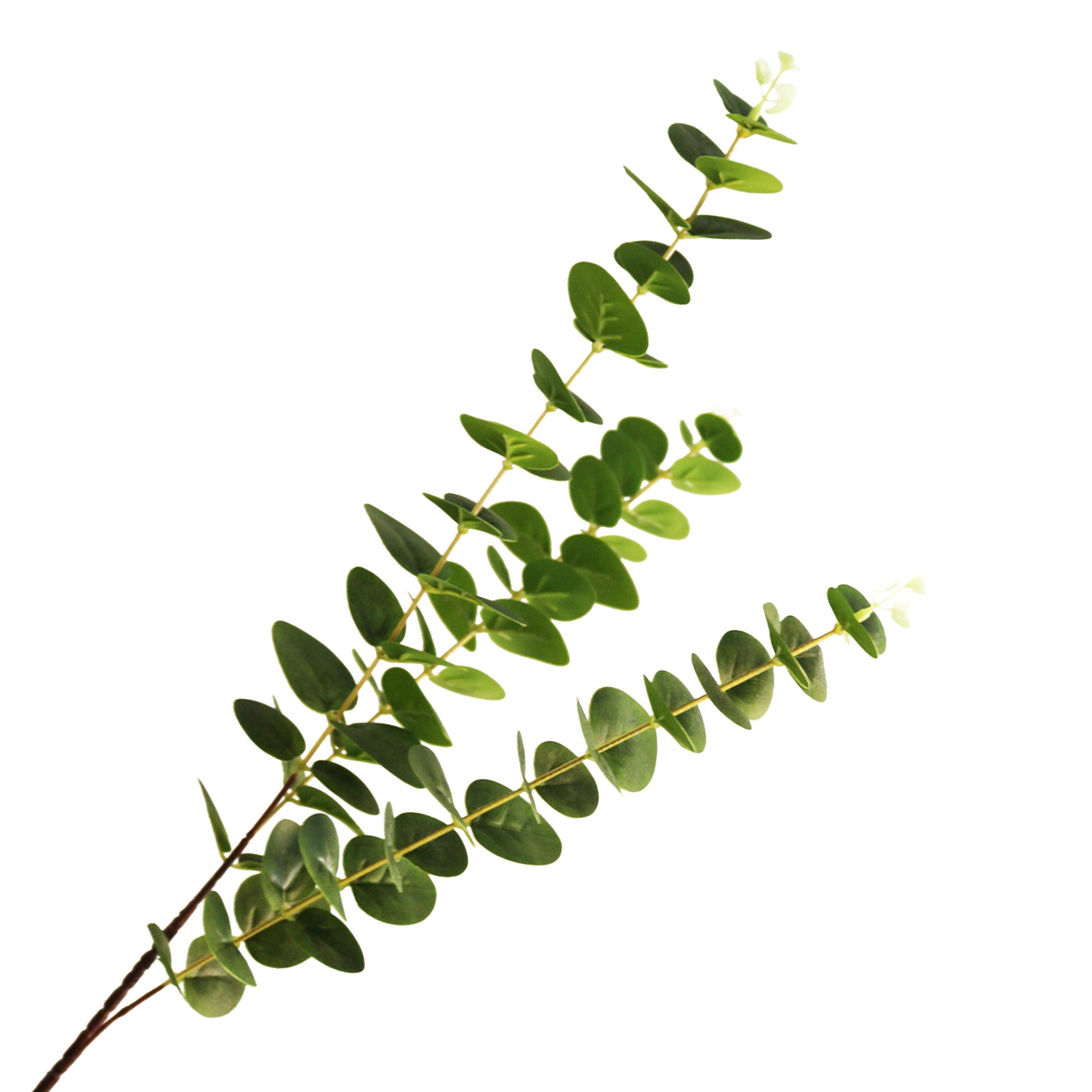 eucalyptus