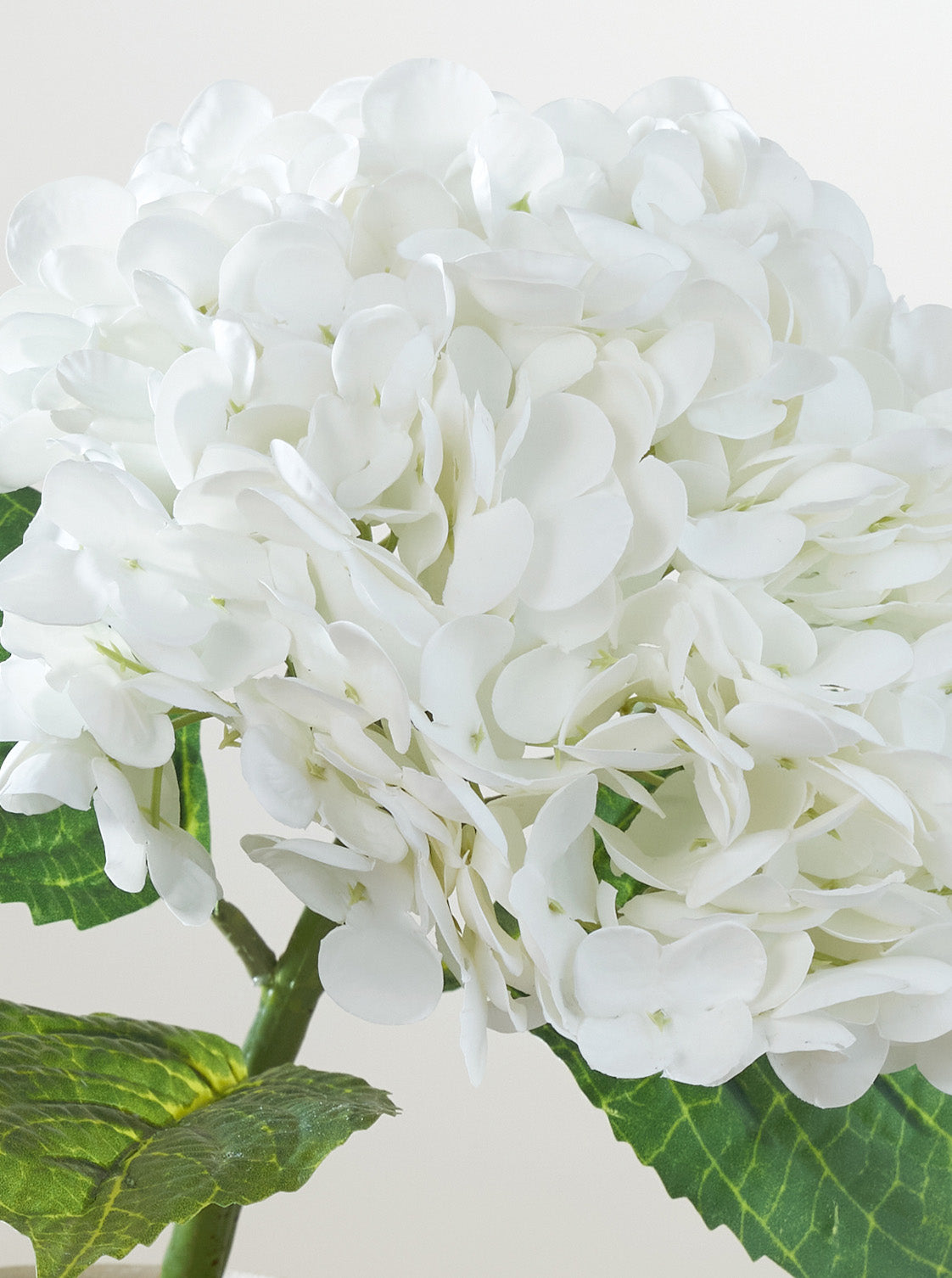 Hortensia blanc