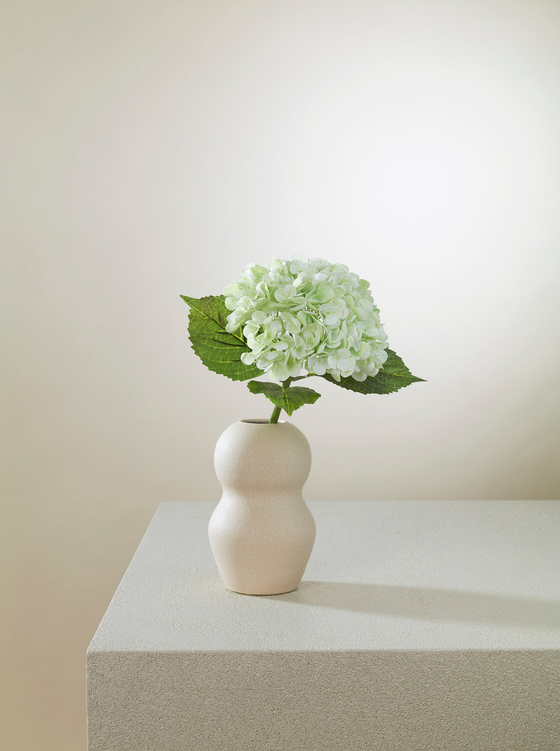 Hortensia vert tendre