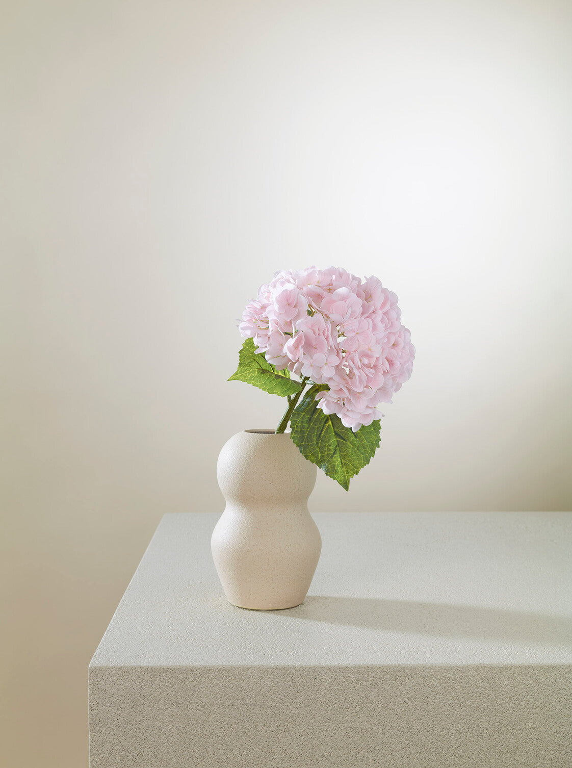Hortensia rose