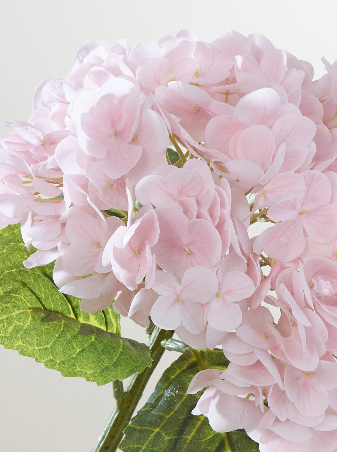 Hortensia rose