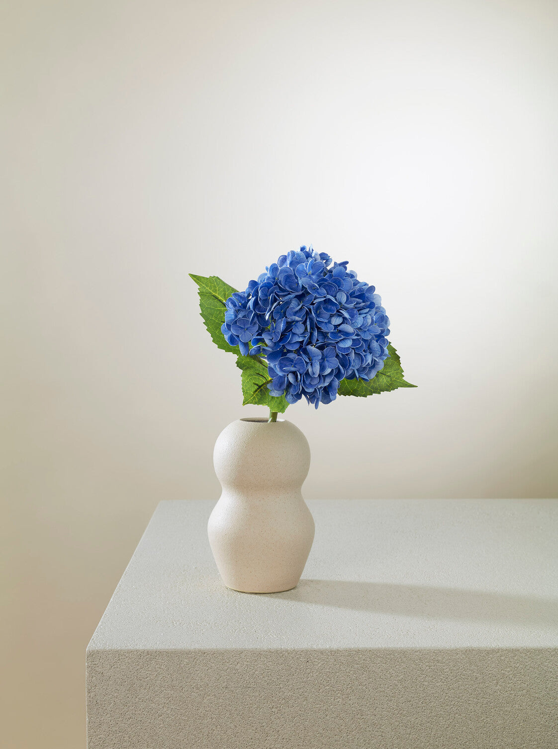 Hortensia bleu intense