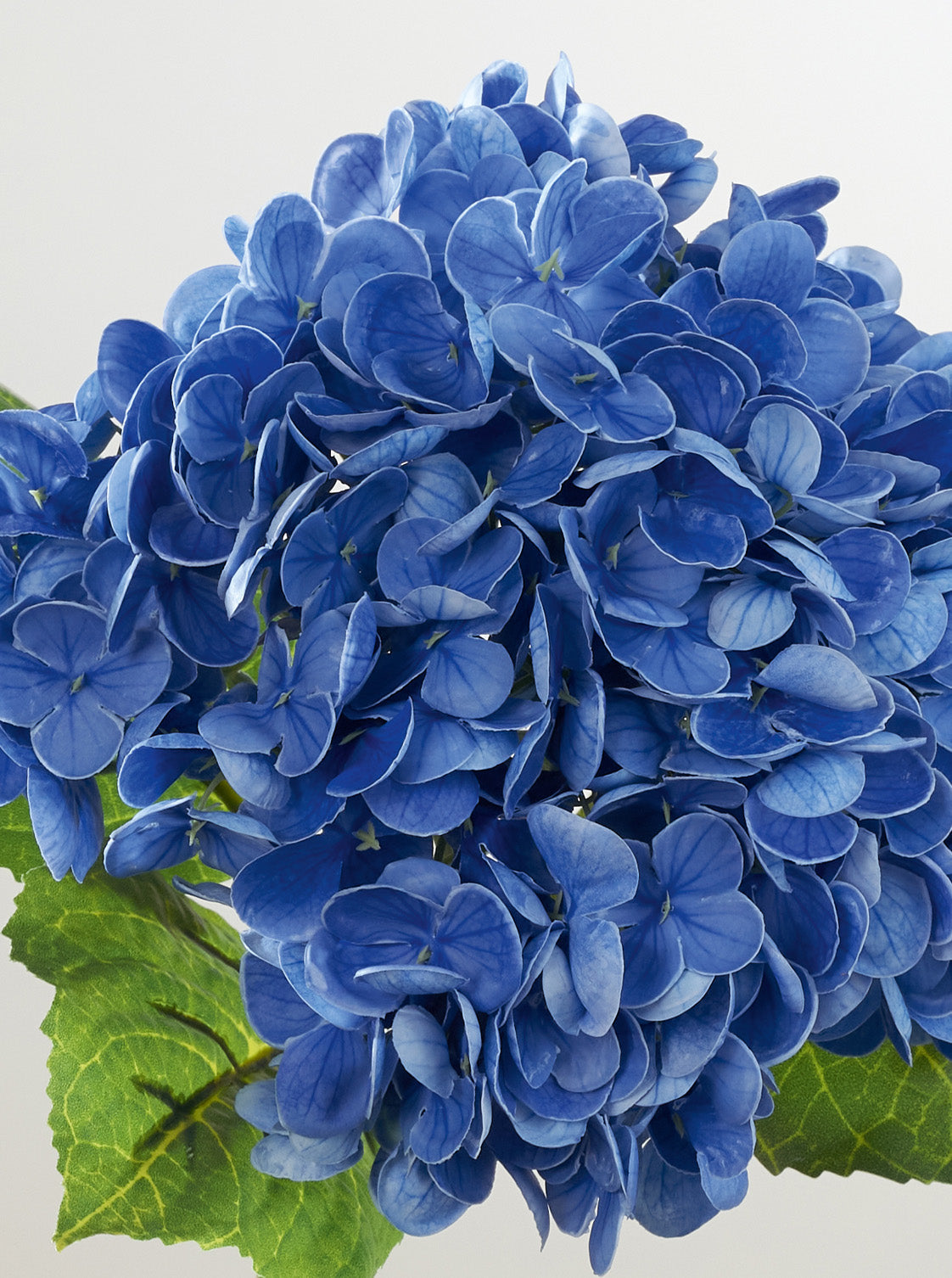 Hortensia bleu intense