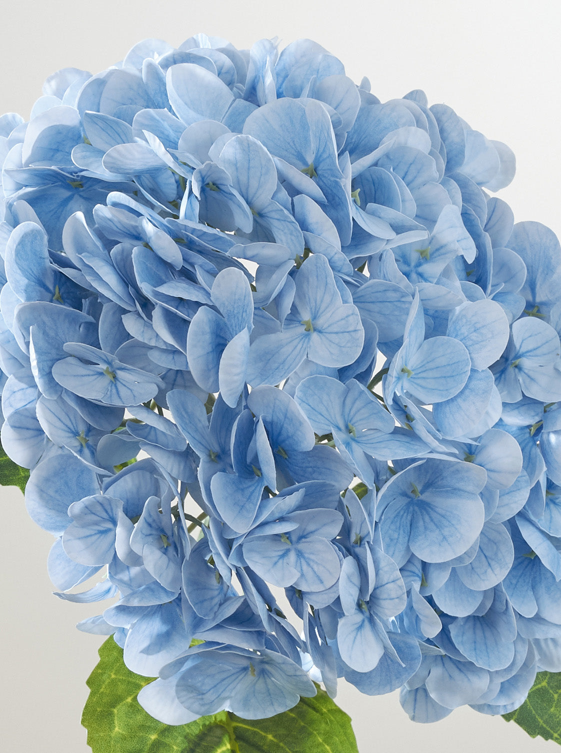 Hortensia bleu