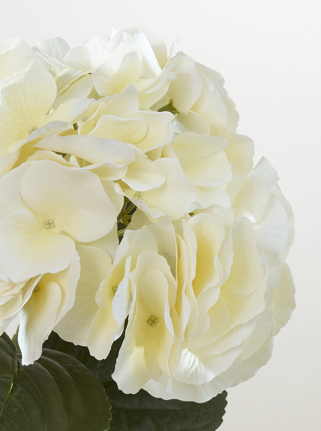 Hortensia Dune