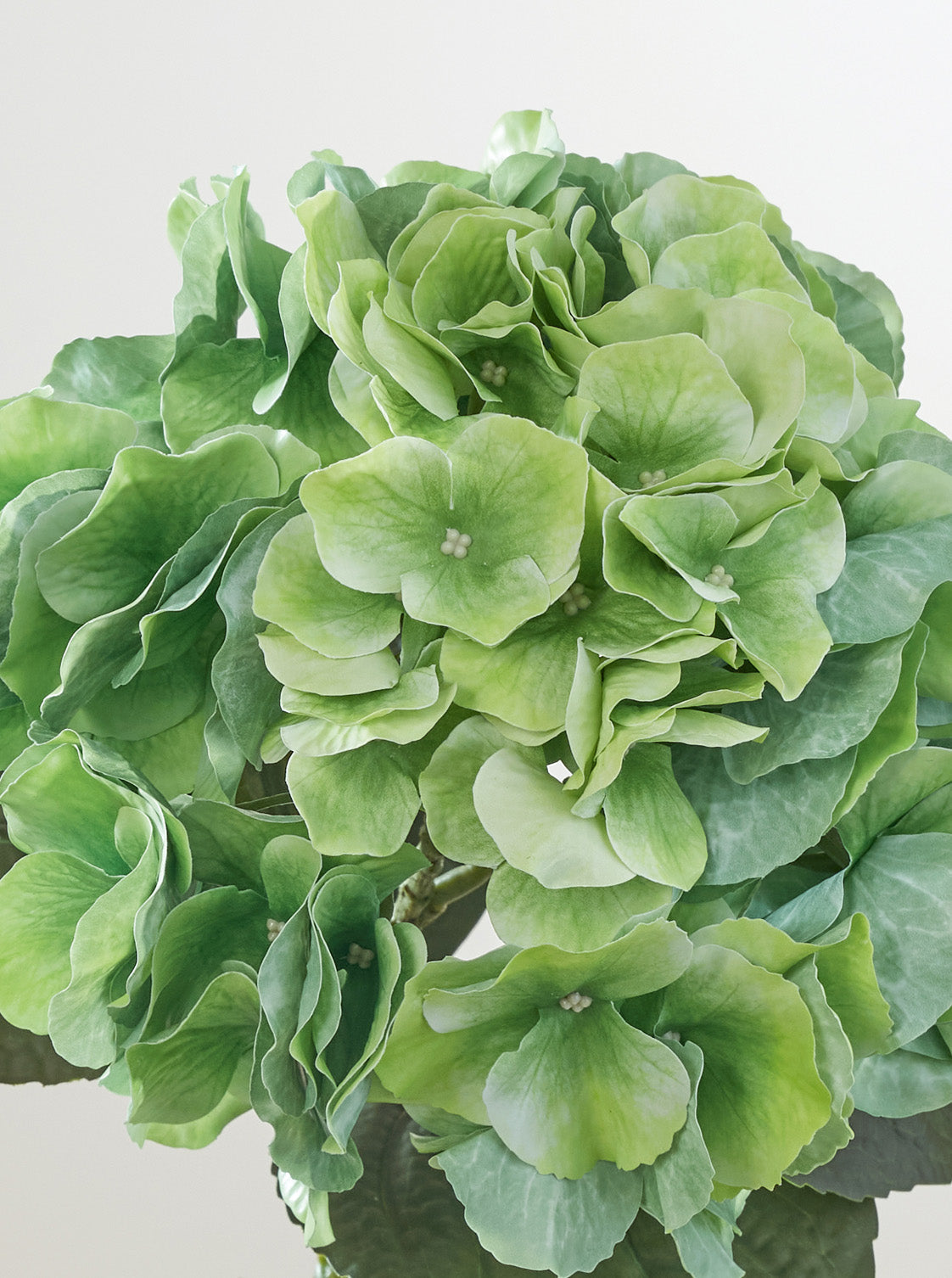 Hortensia Matcha