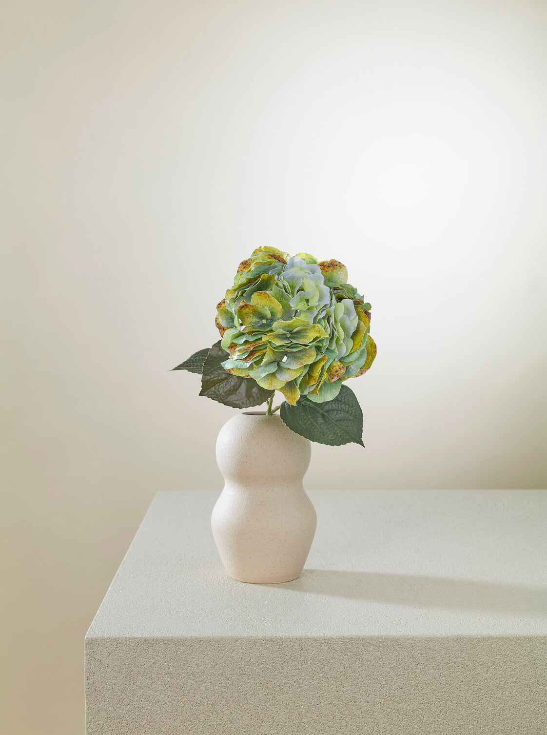 Hortensia Vert-de-gris