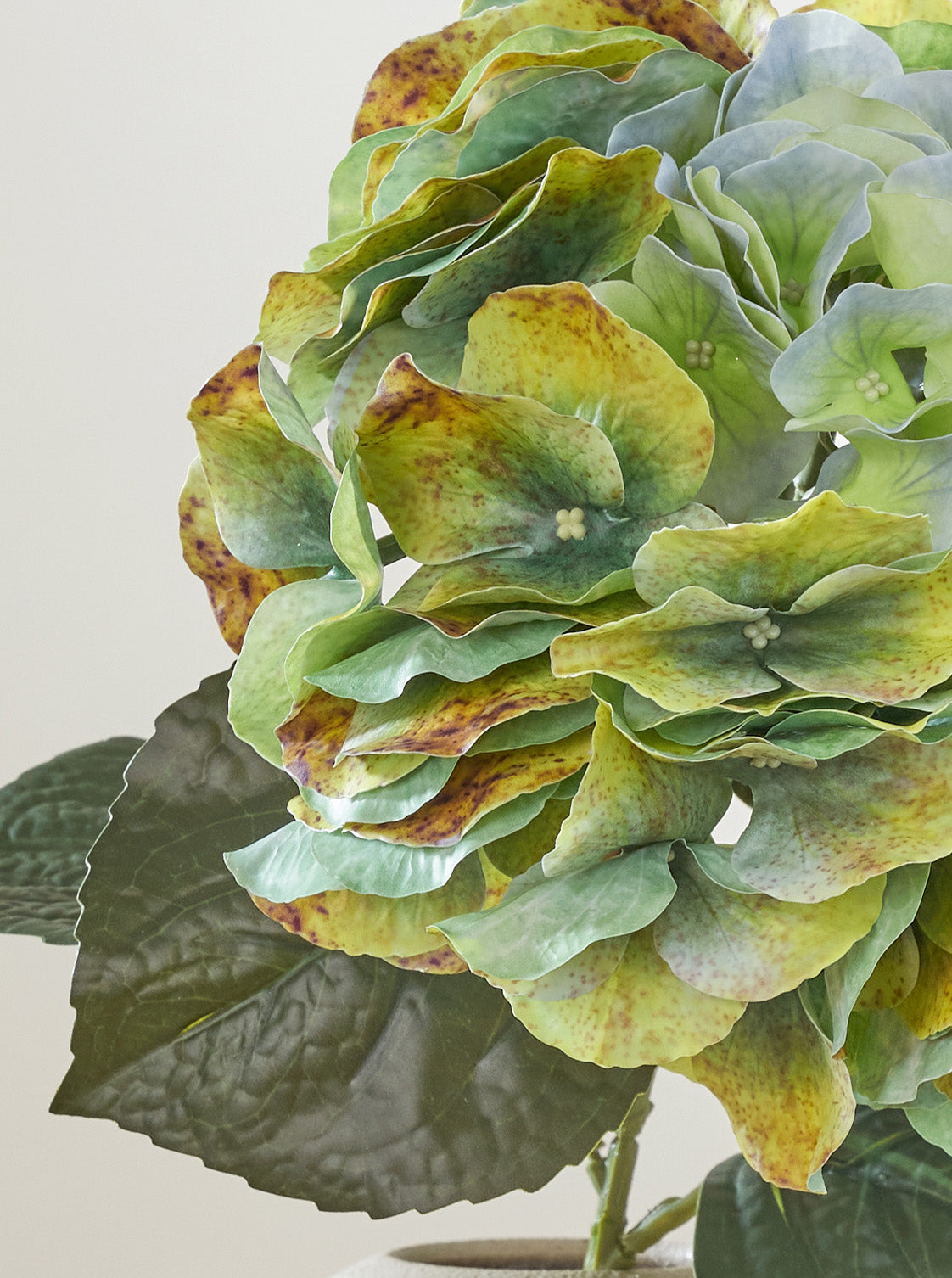 Hortensia Vert-de-gris
