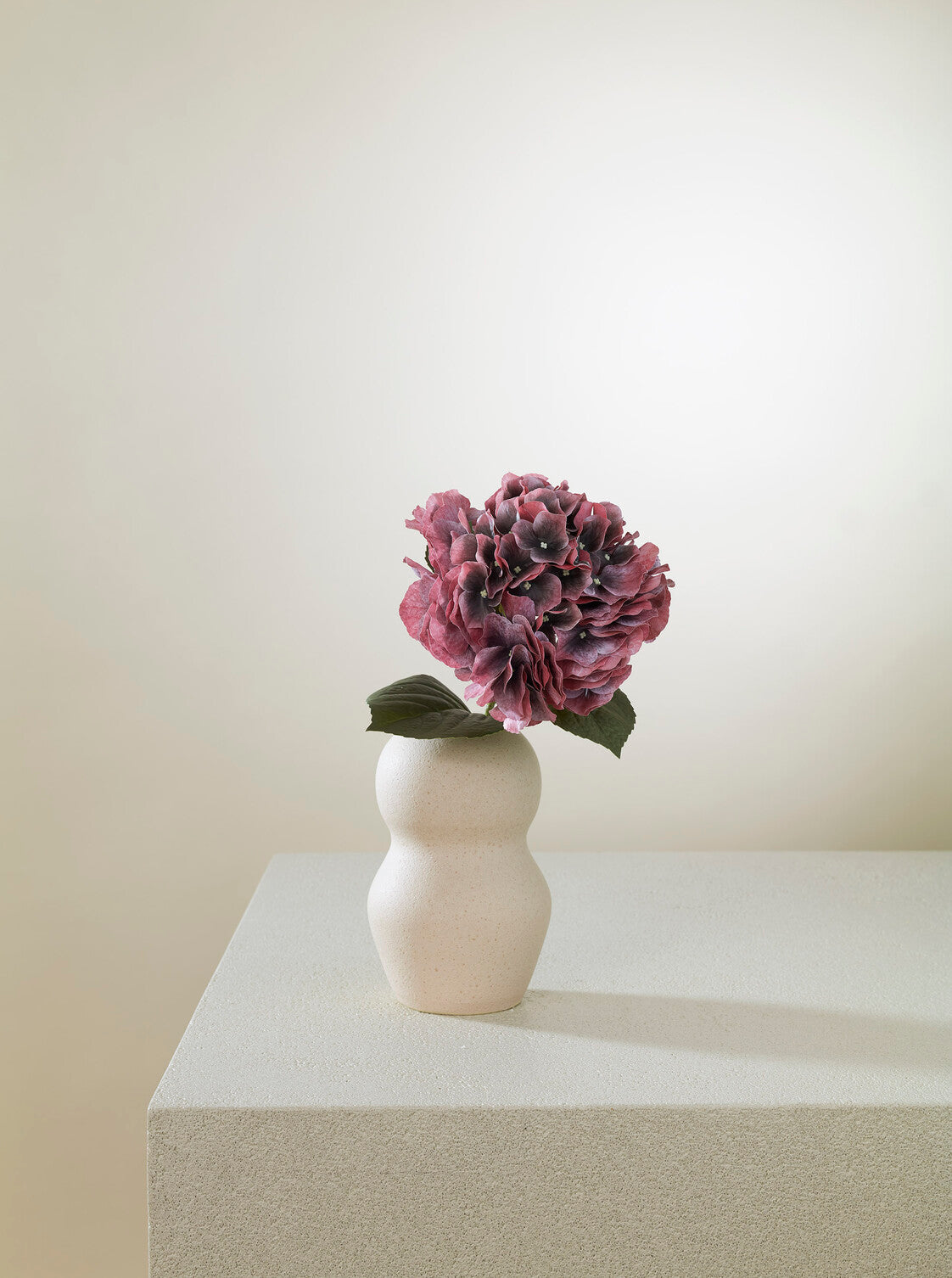 Hortensia Bordeaux