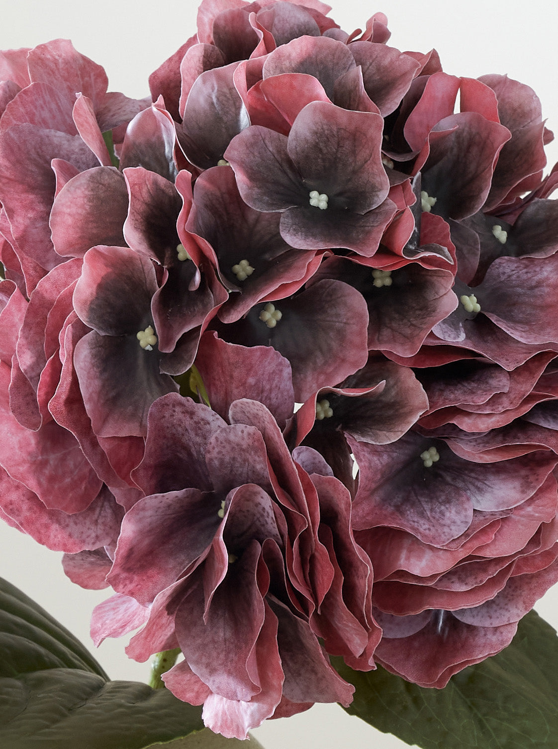 Hortensia Bordeaux