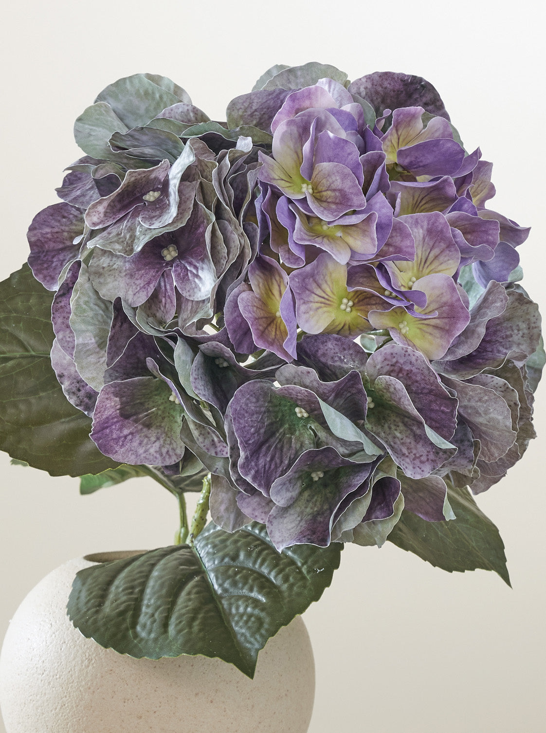 Hortensia Mauve
