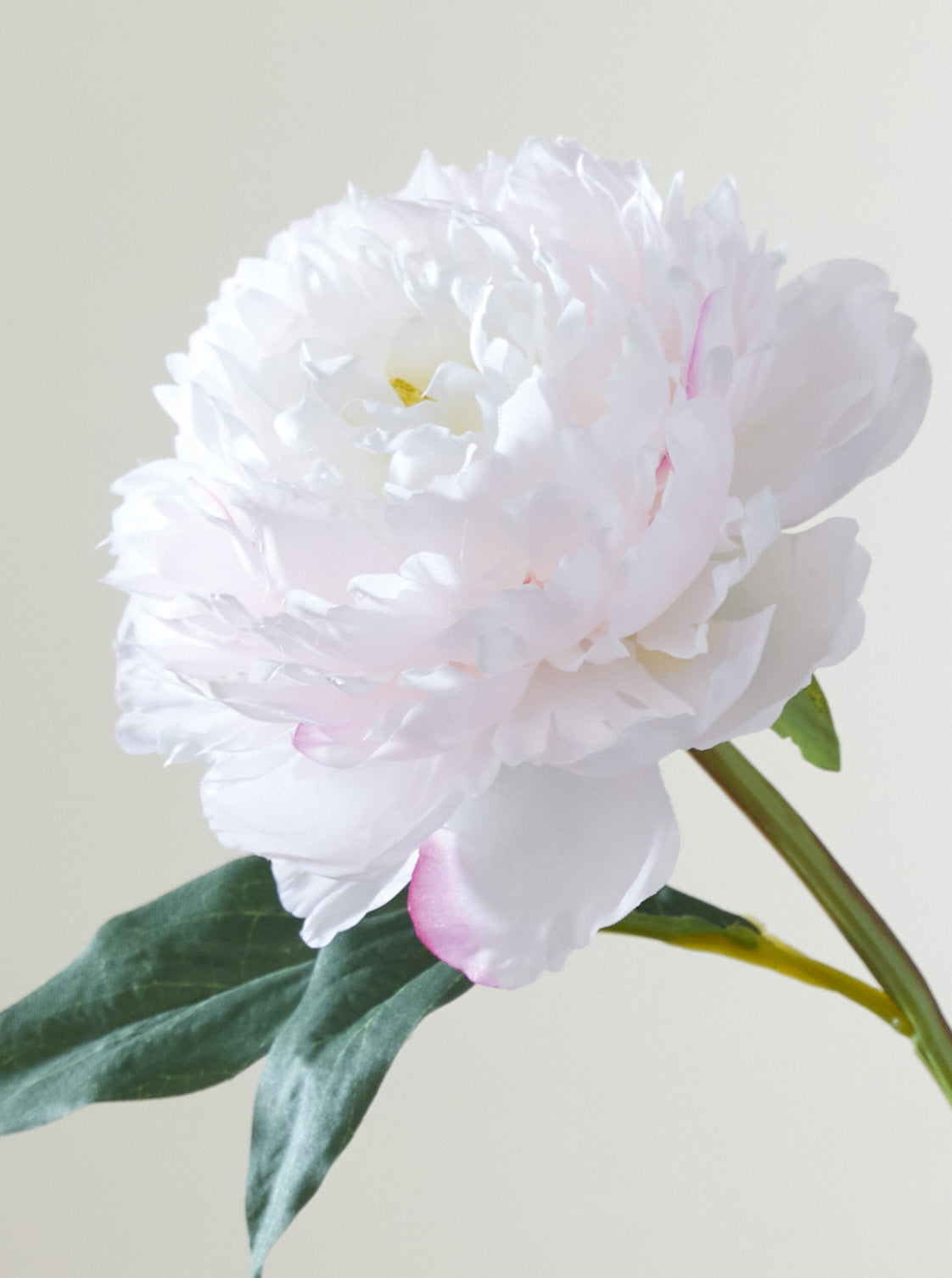 Pivoine rose