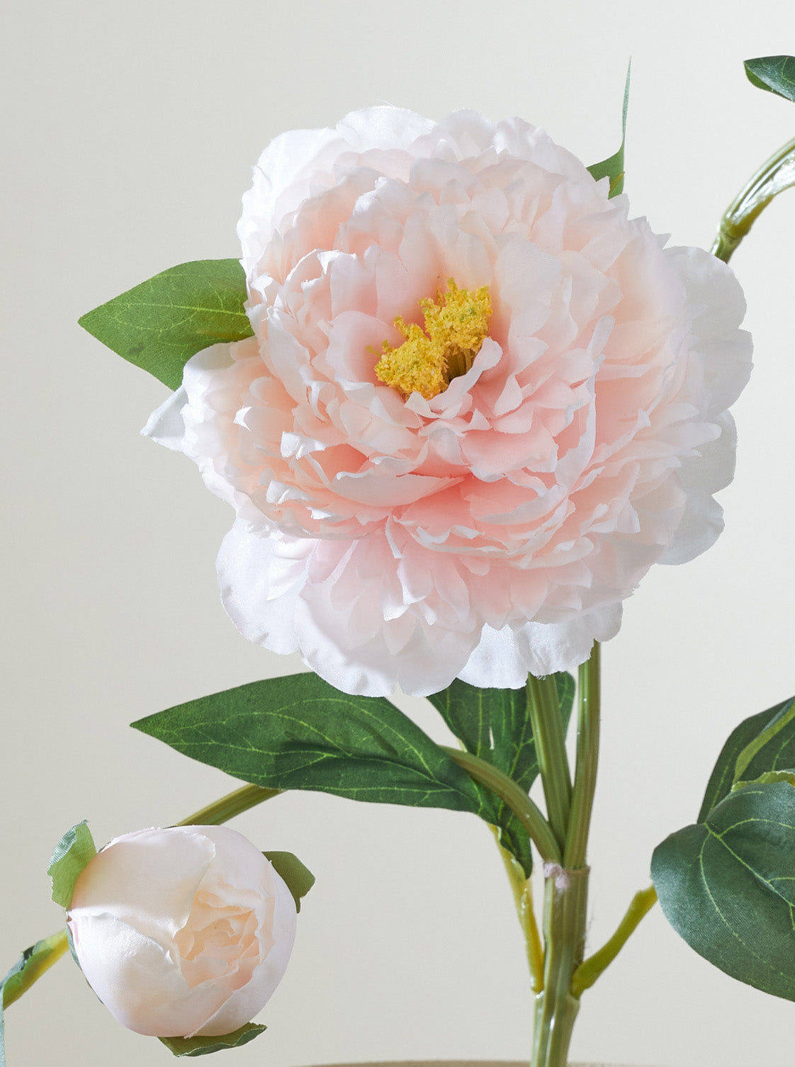 Pivoine champagne
