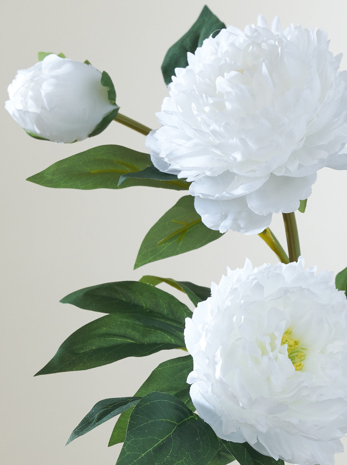 Pivoine blanche