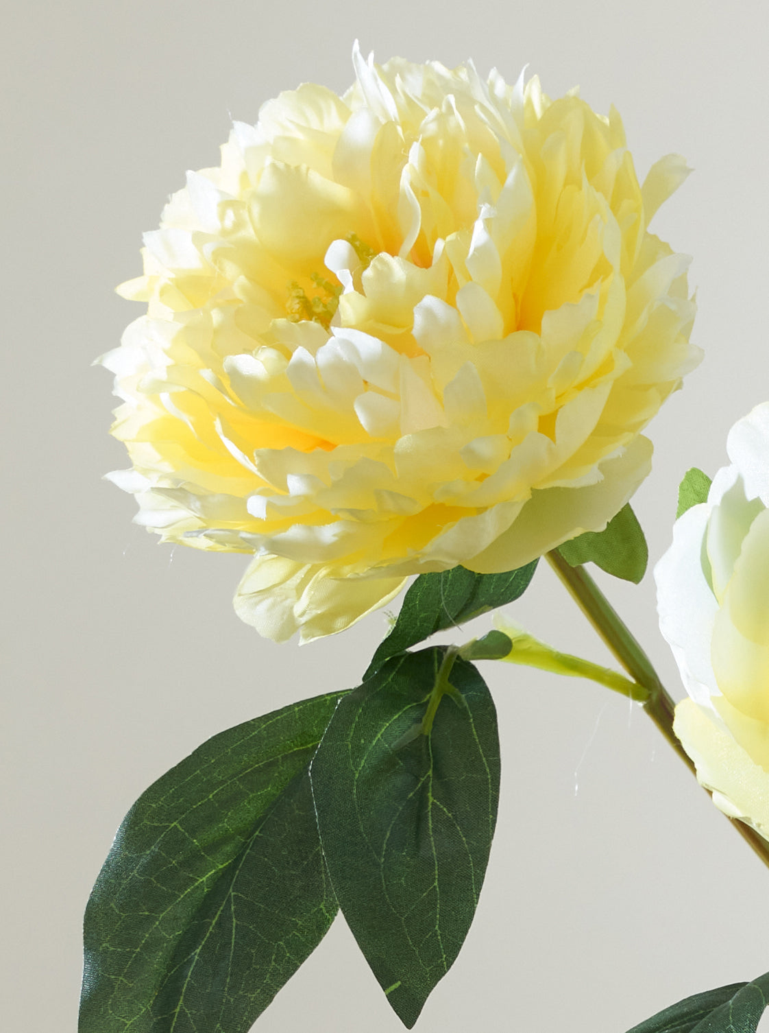 Pivoine jaune