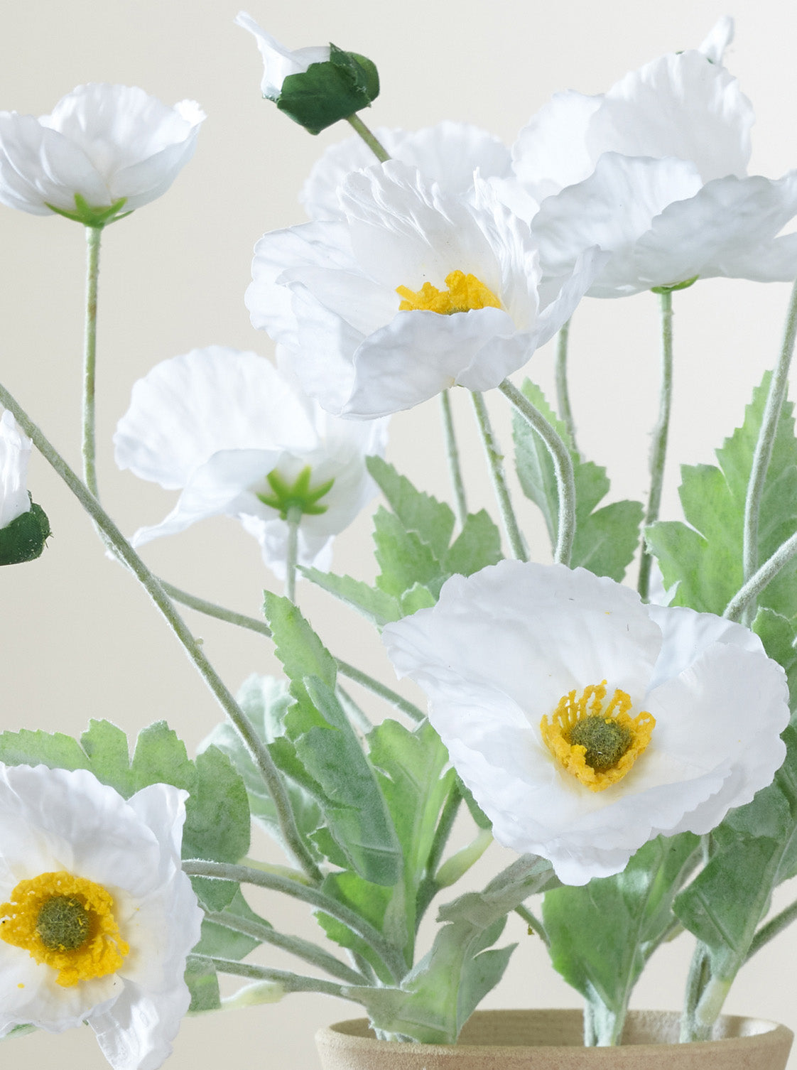 Coquelicot blanc