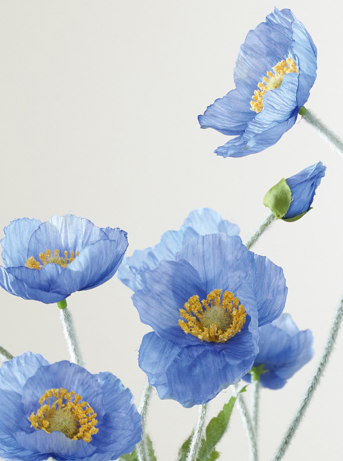 Coquelicot bleu