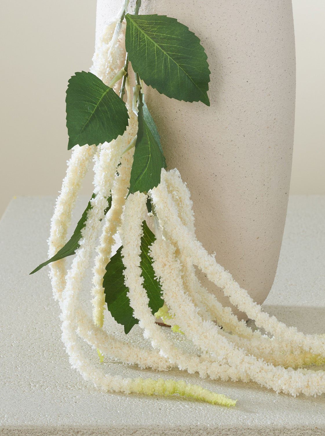 Amaranthus blanc