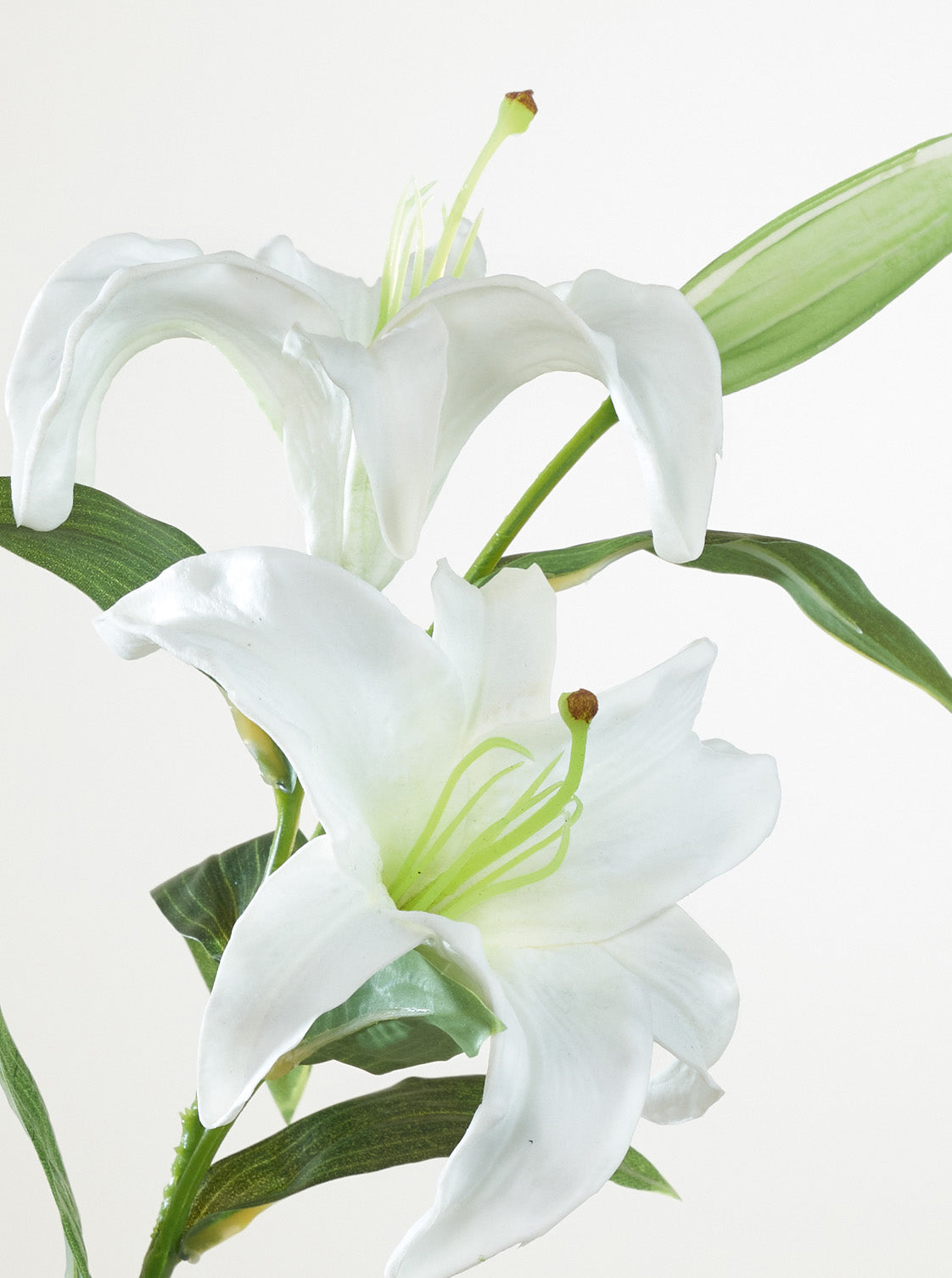 Lys blanc
