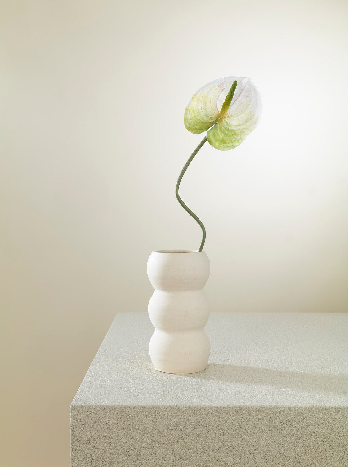 Anthurium blanc