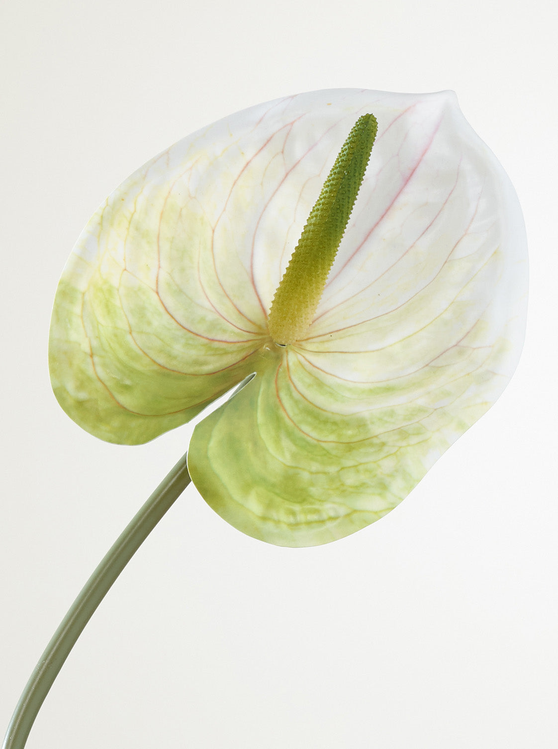 Anthurium blanc