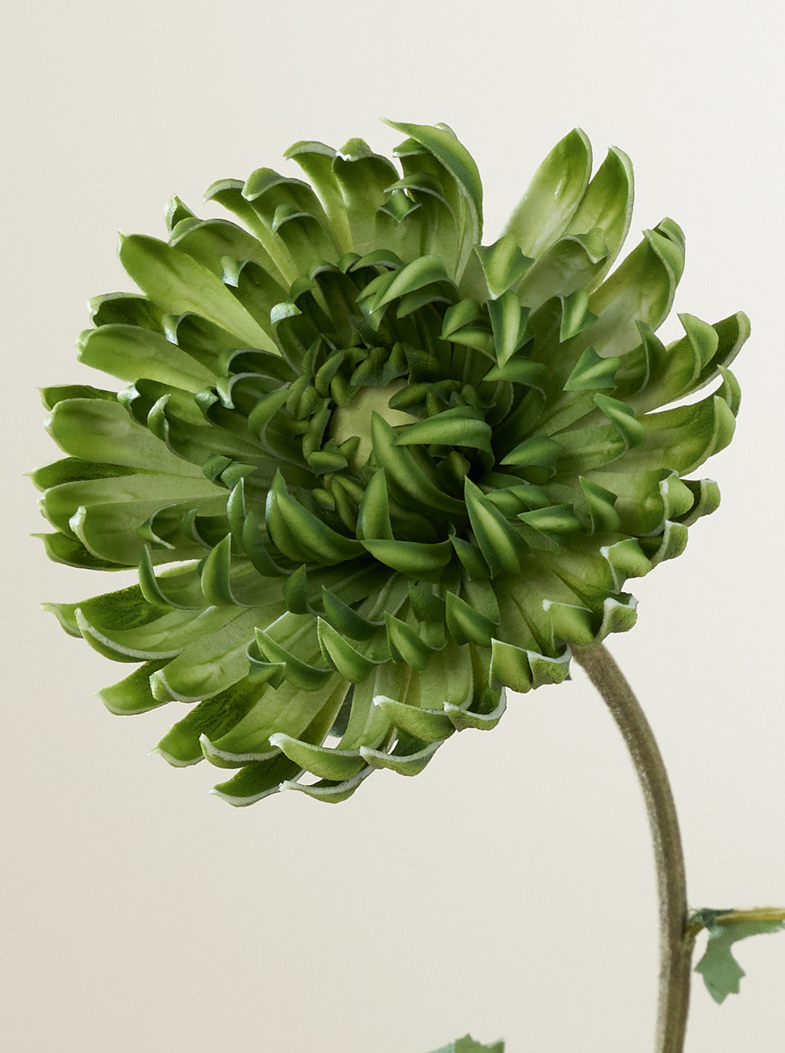 Cactus Dahlia vert