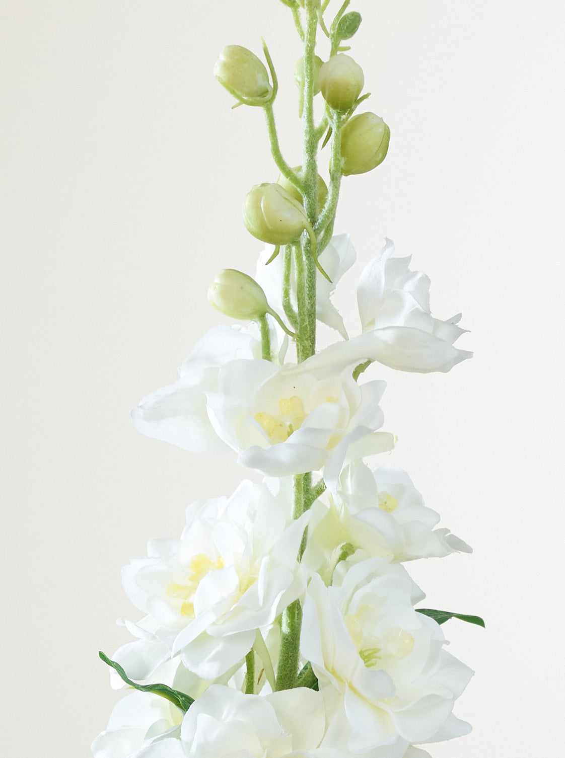 Delphinium blanc