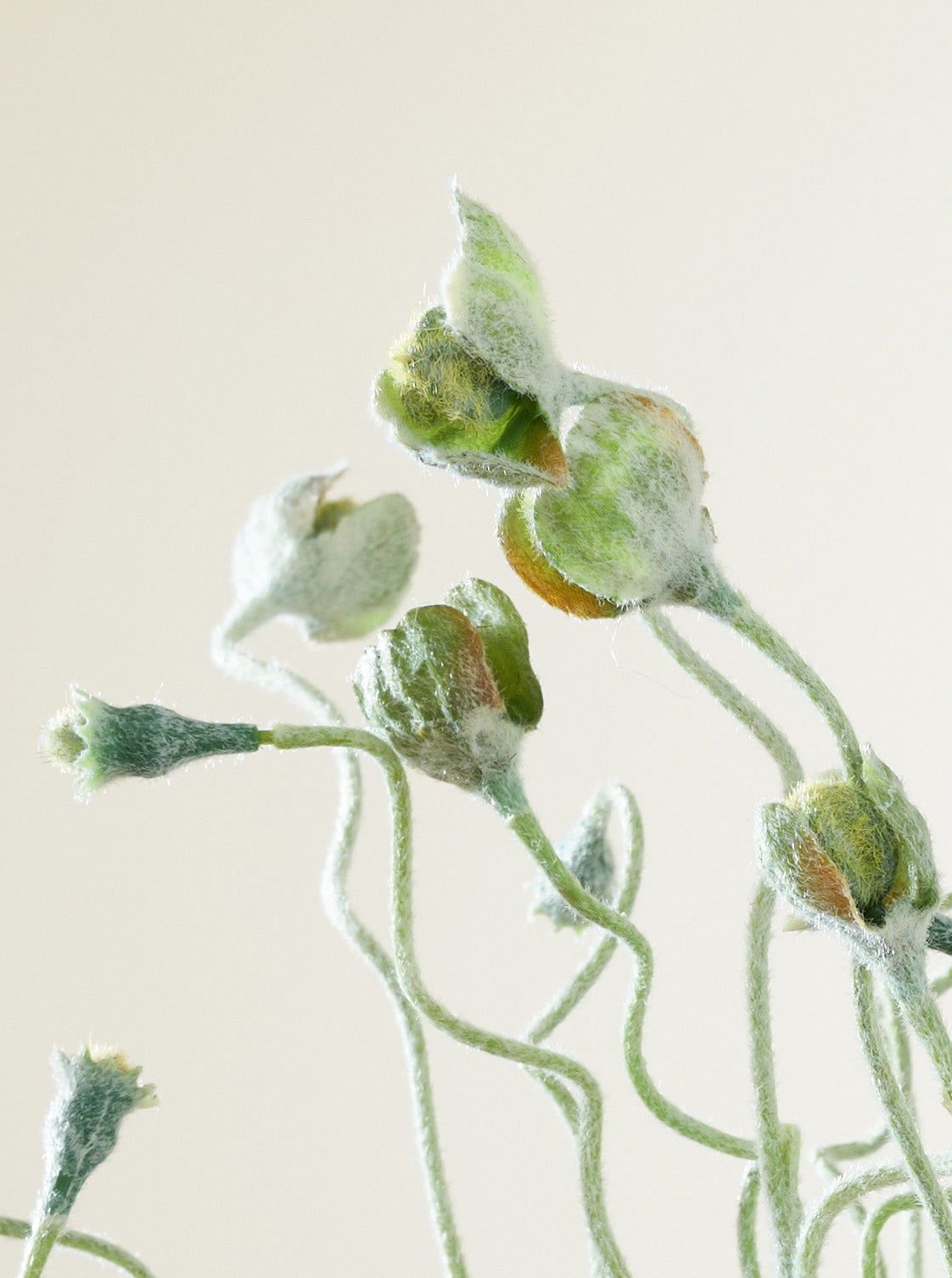 Fleur de pavot