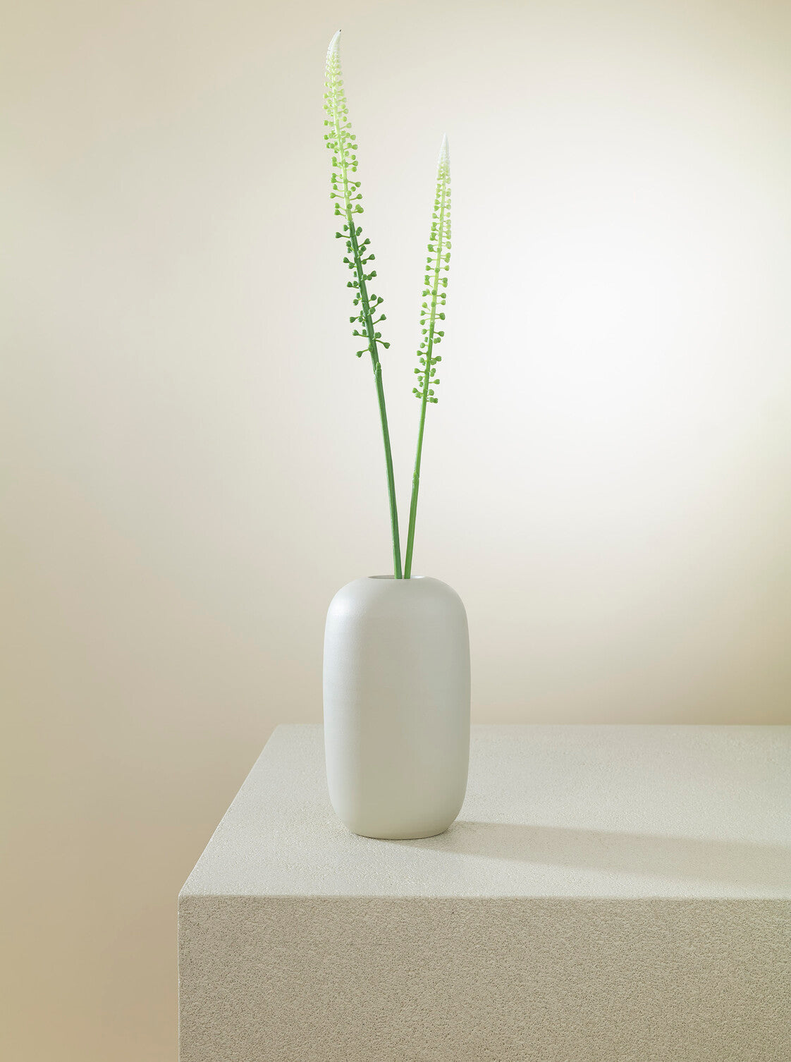 Actaea