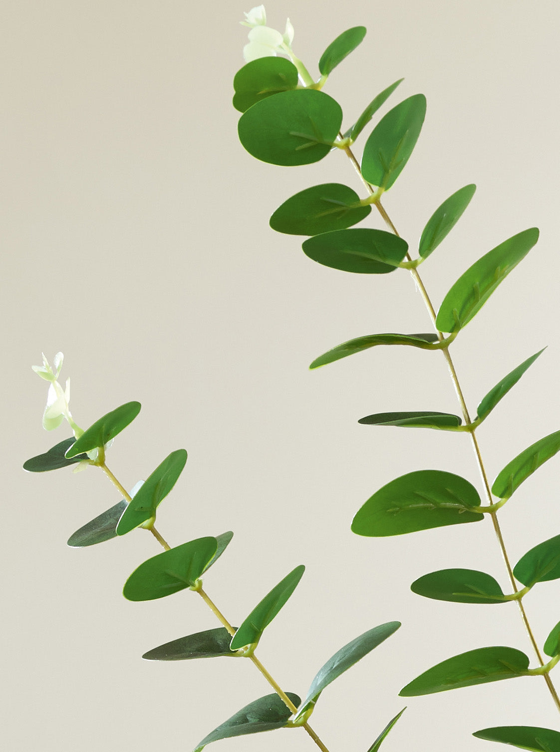 Eucalyptus