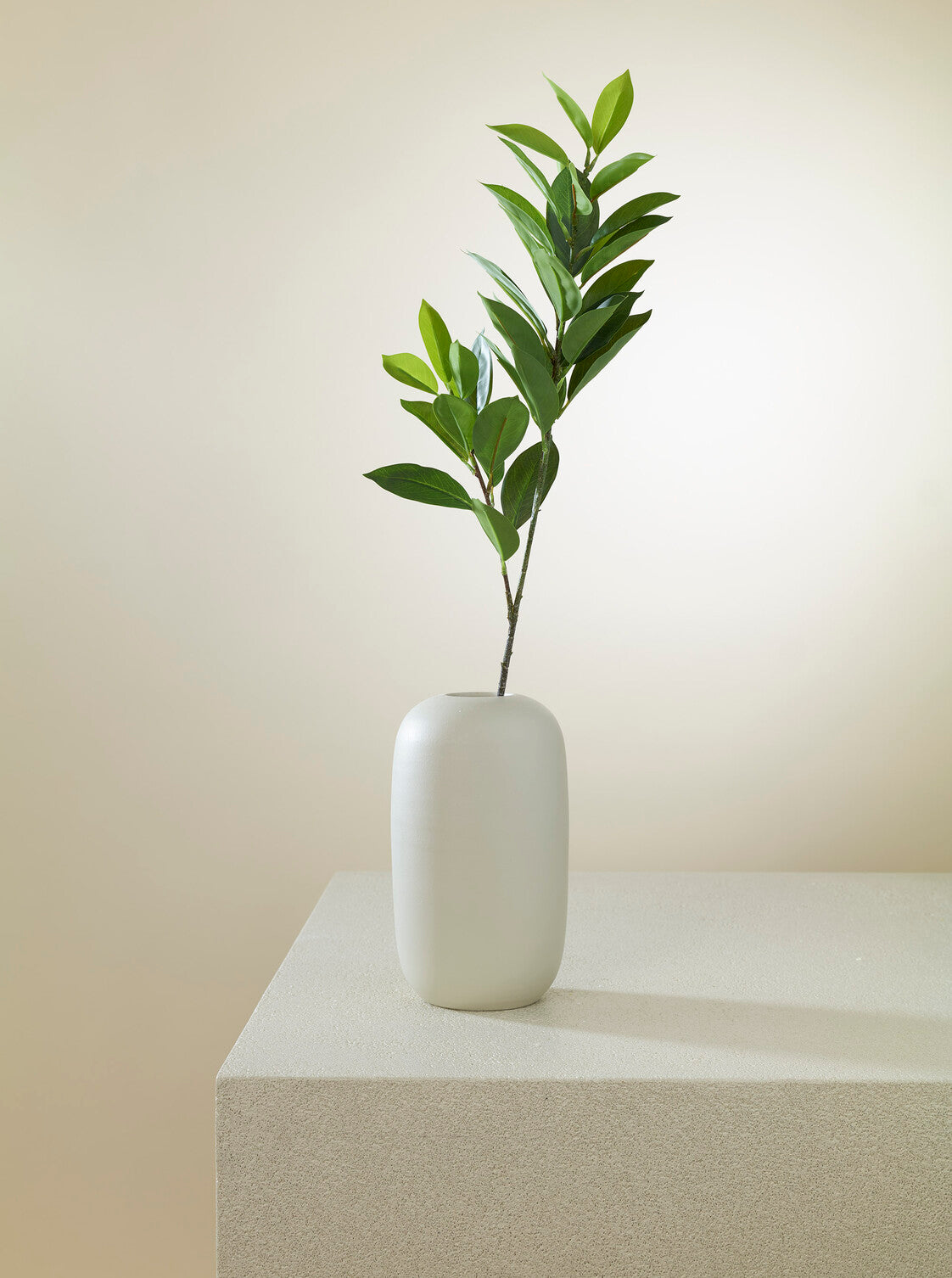 Ruscus