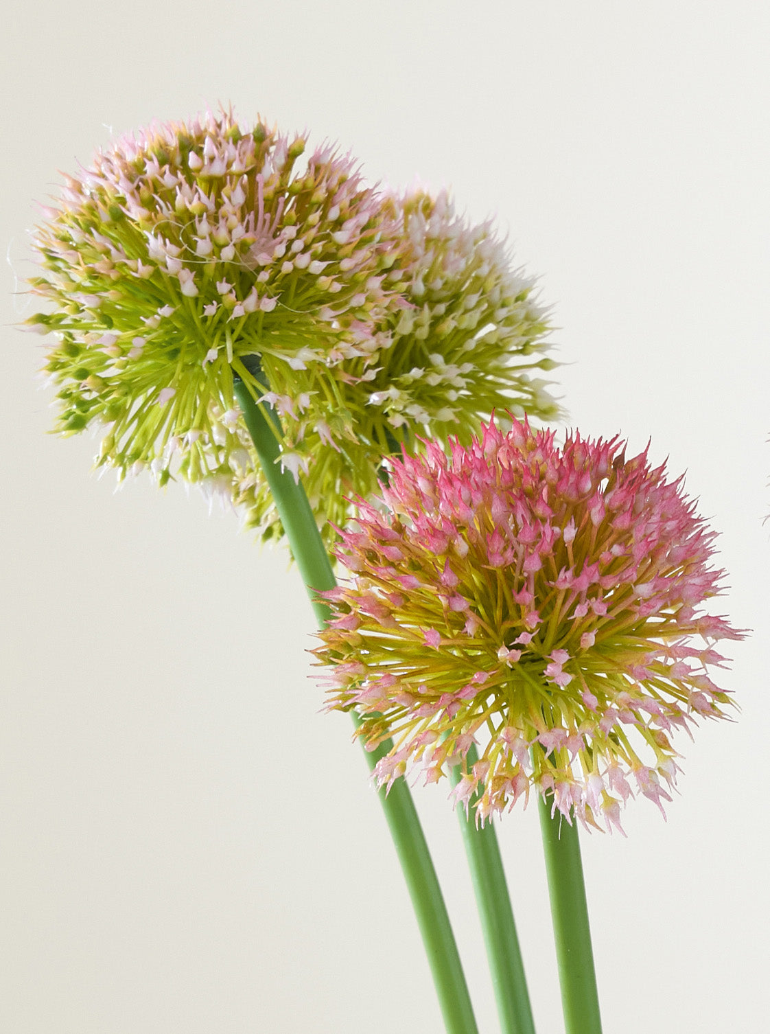 Allium rose