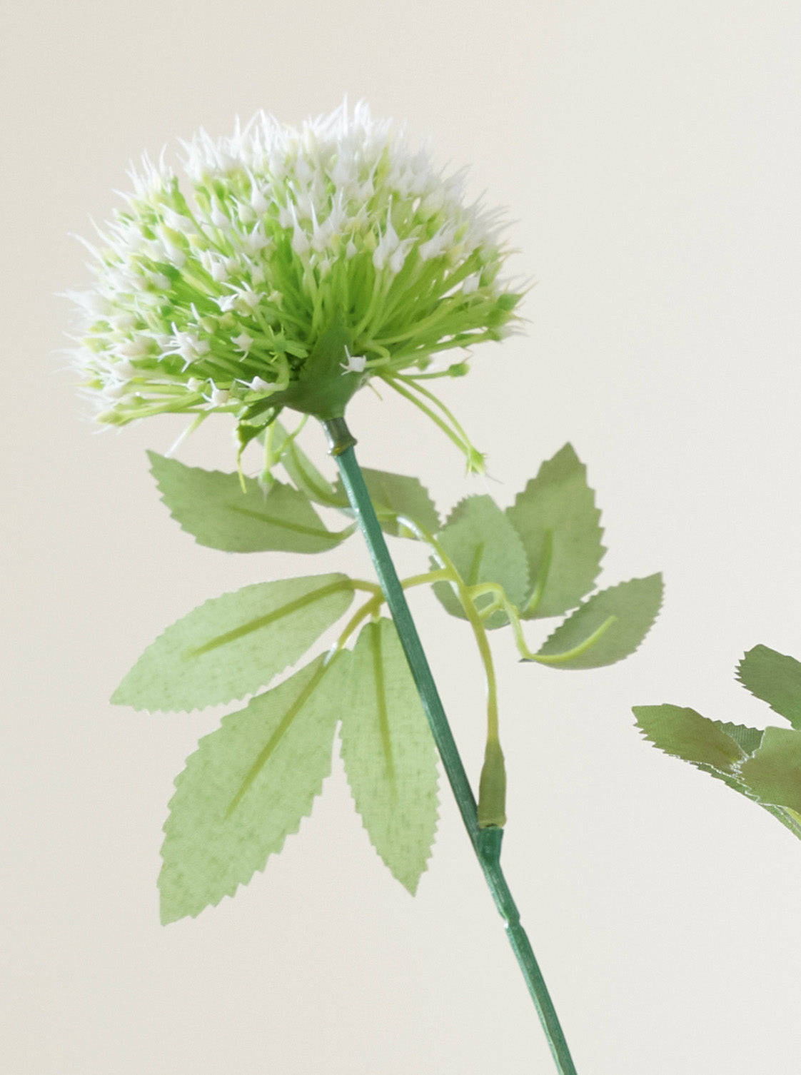 Allium vert