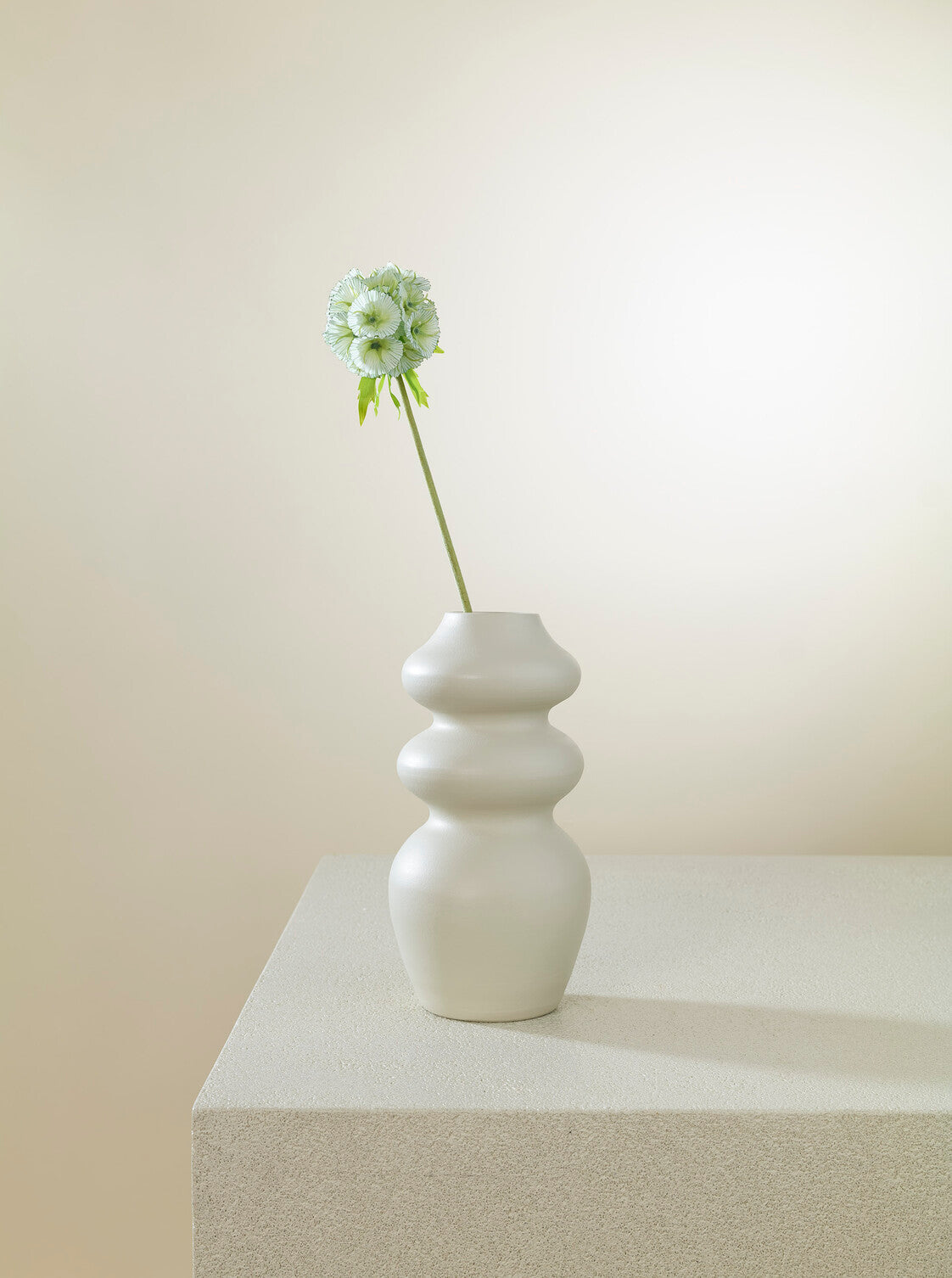 Scabiosa vert