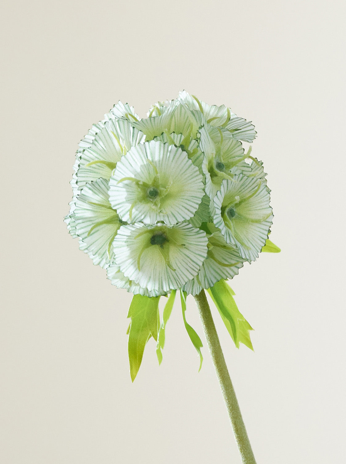Scabiosa vert