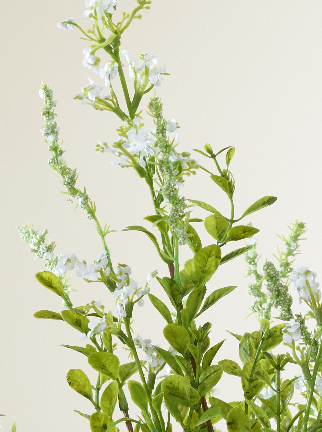 Salvia