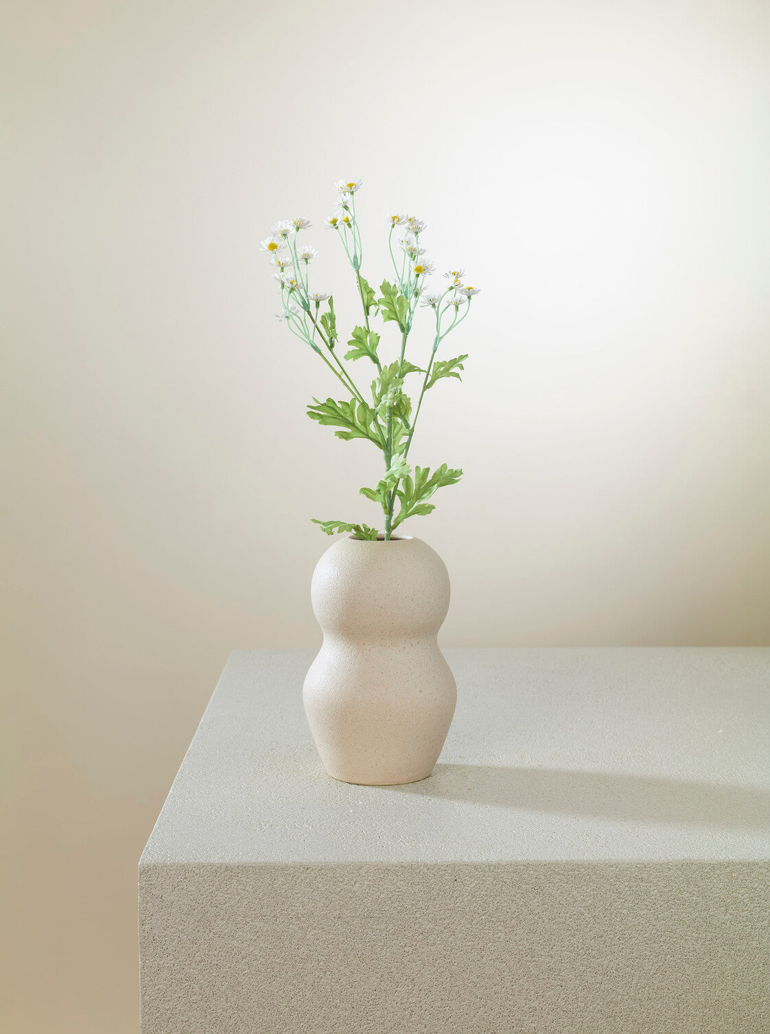 Camomille blanc