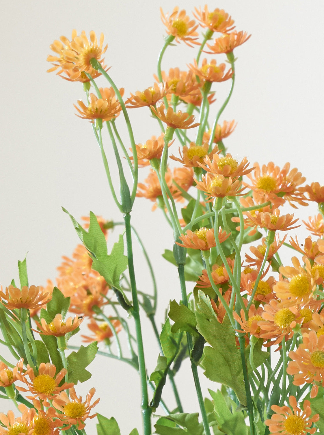 Camomille orange