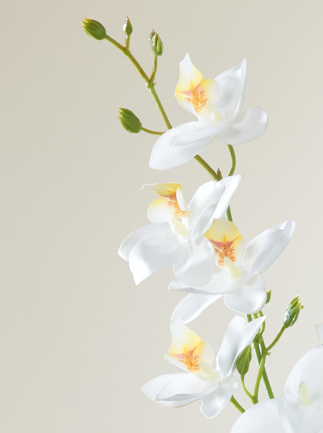Orchidée blanche