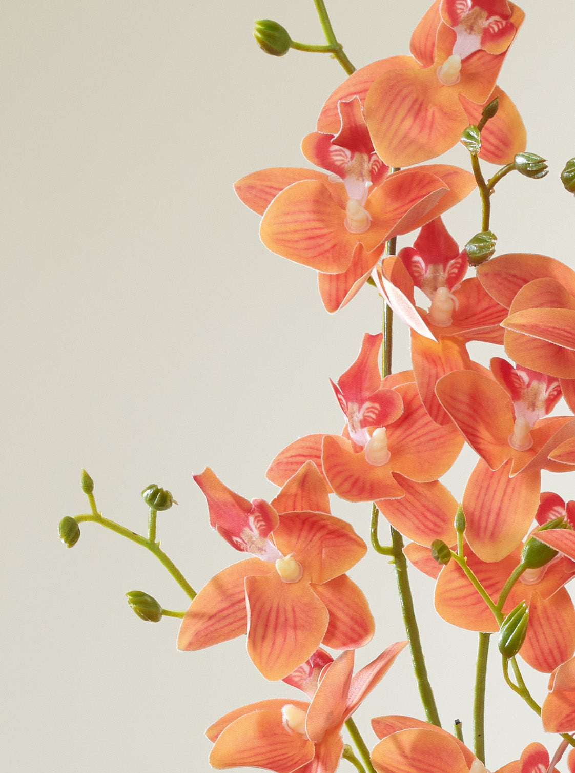 Orchidée orange