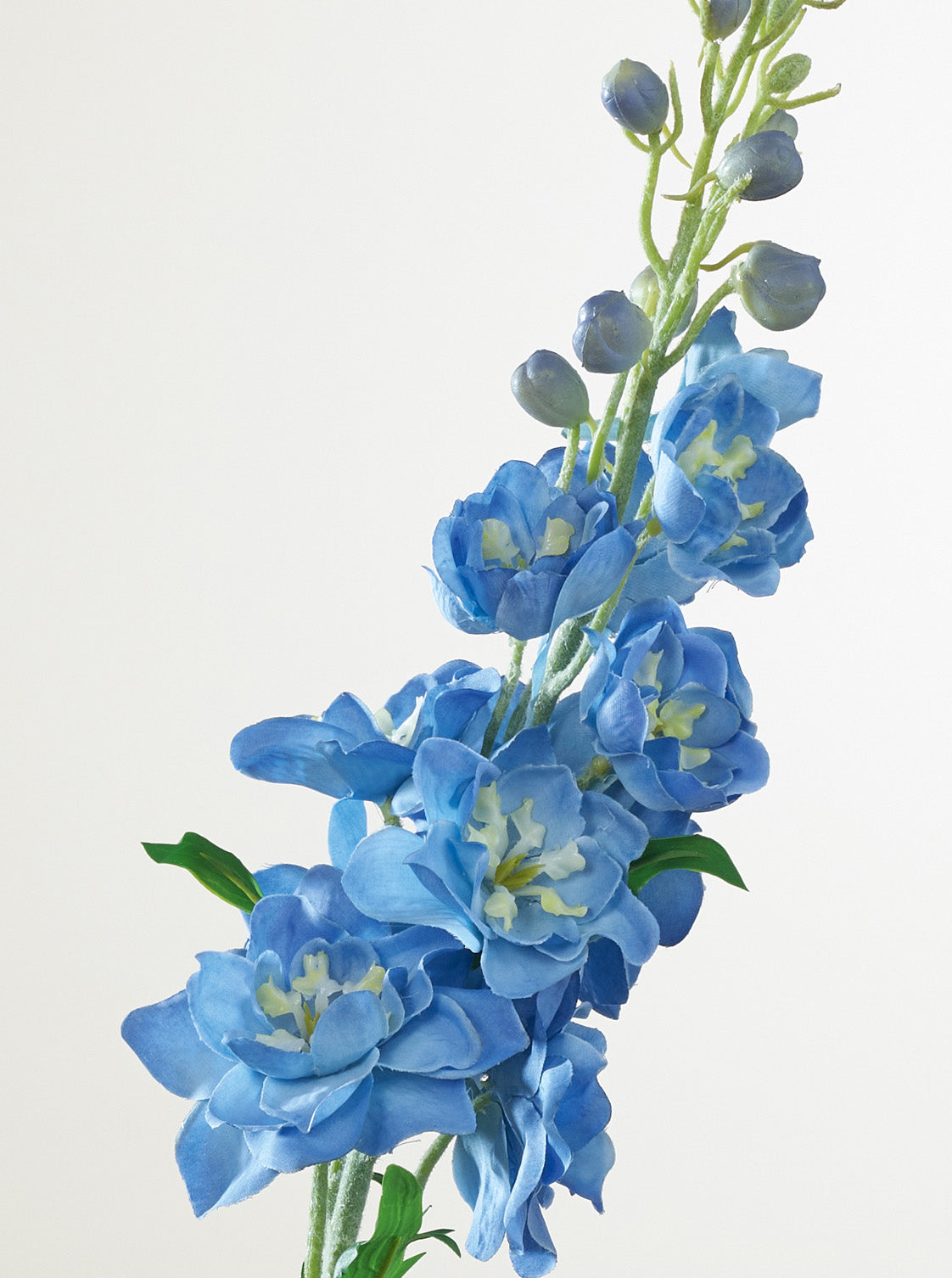 Delphinium bleu
