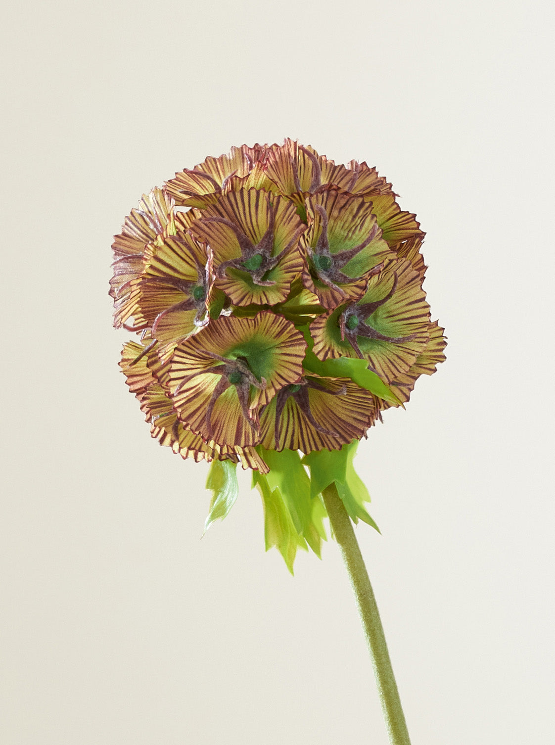 Scabiosa rouge zoom