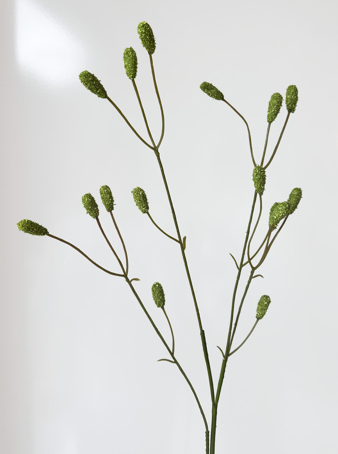 Fruit d’orme vert