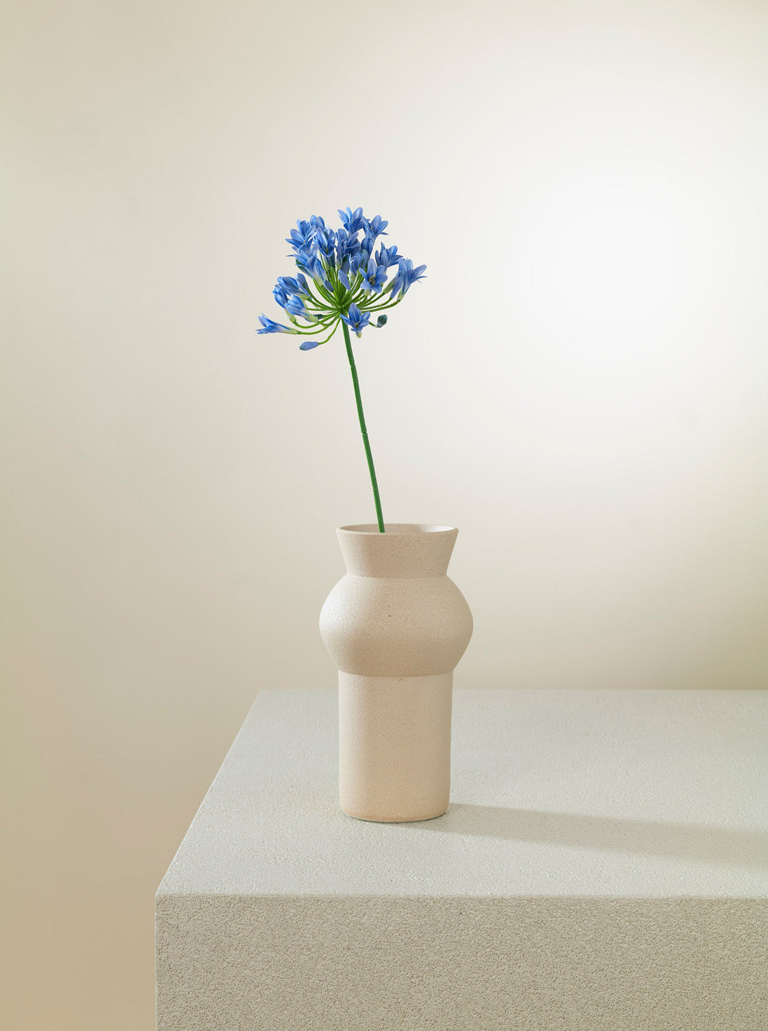 Agapanthe bleue