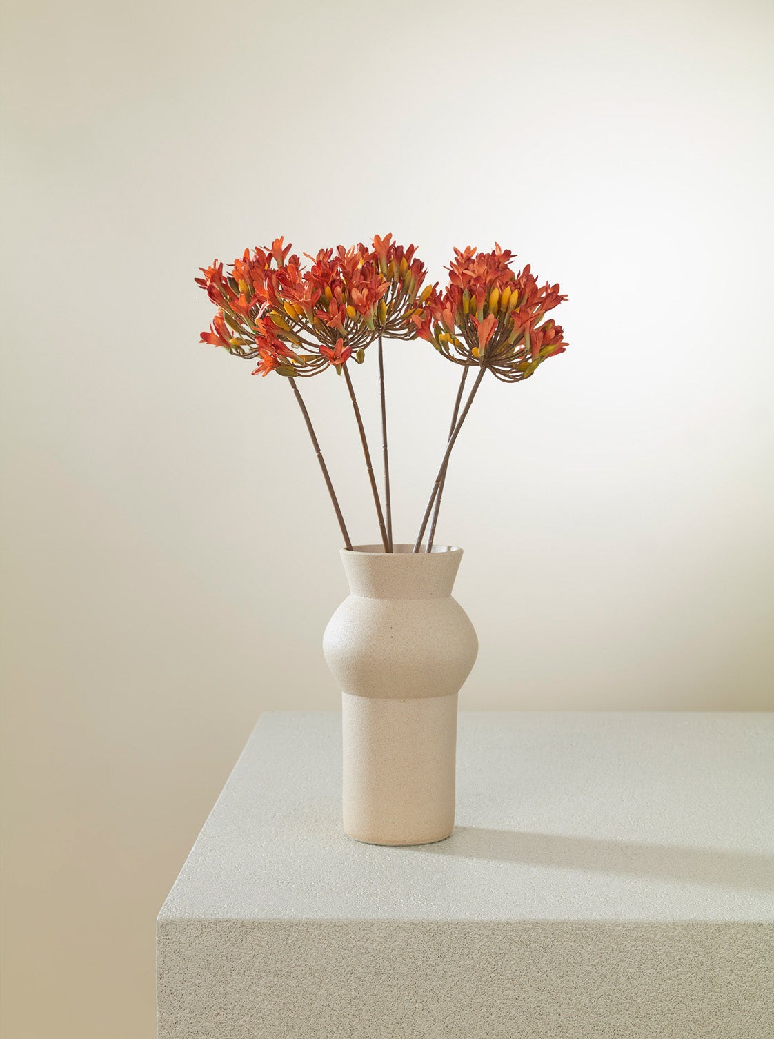 Agapanthe orange