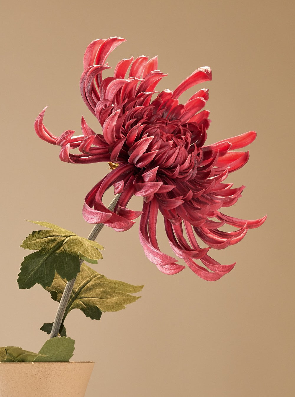 Cactus Dahlia bordeau - détail