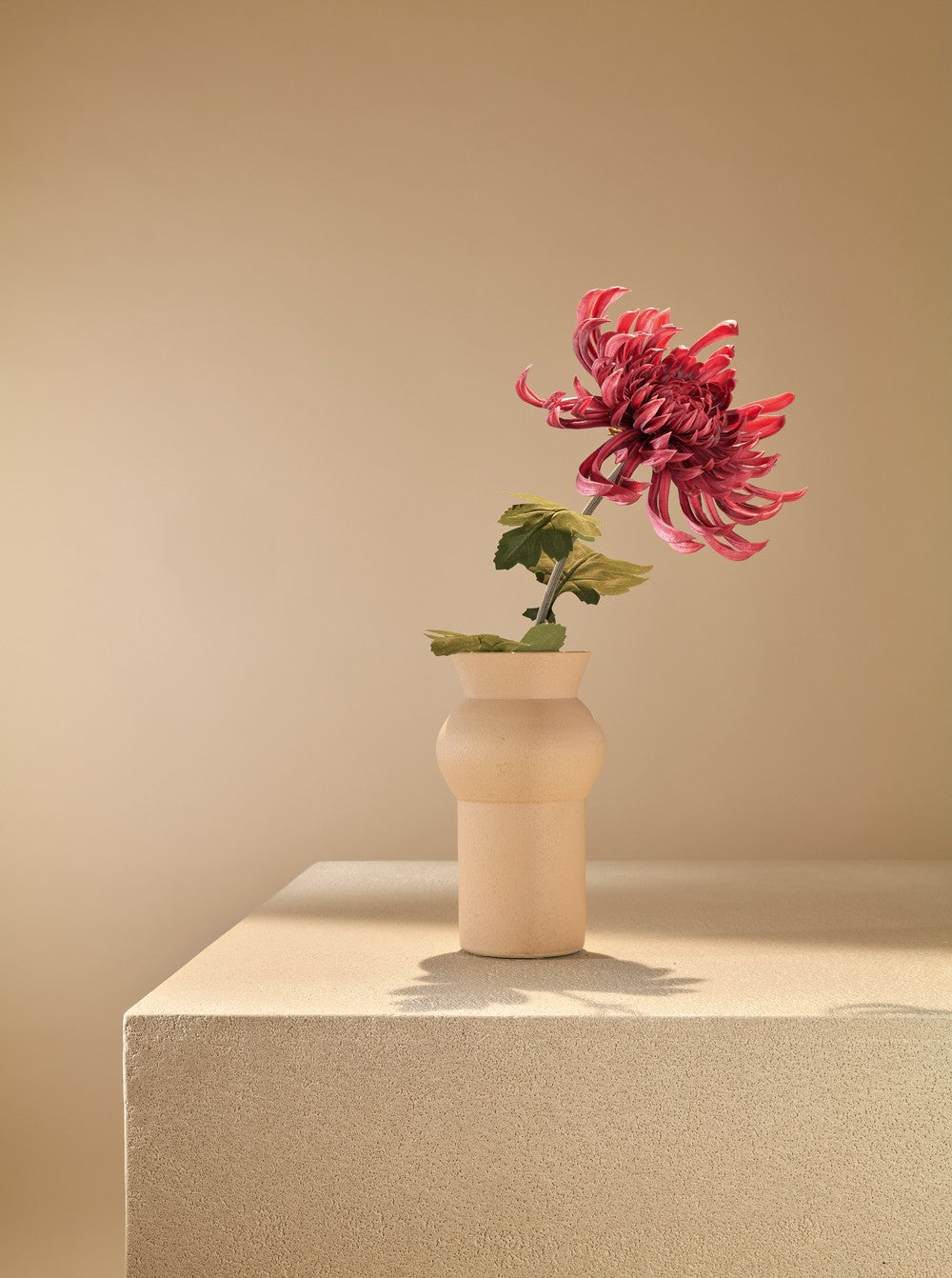 Cactus Dahlia bordeau