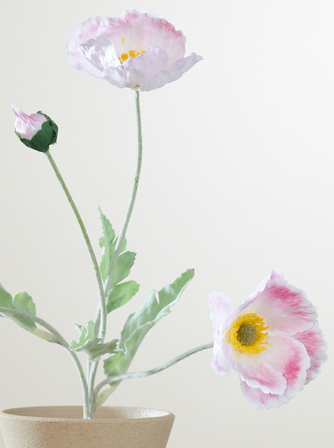 Coquelicot rose intense