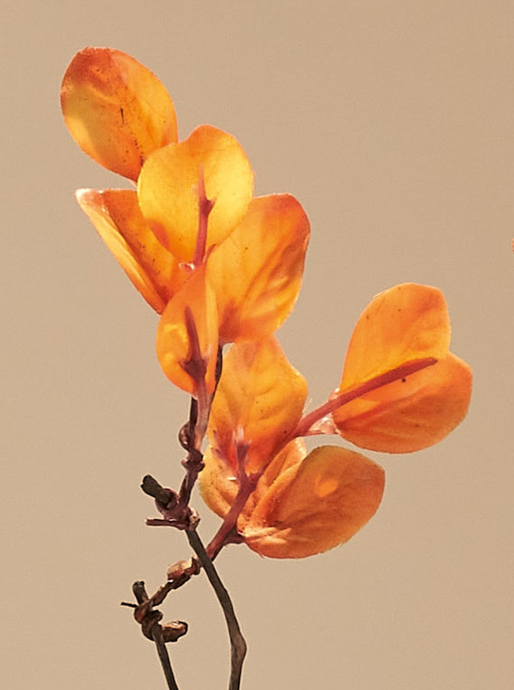 Feuille d'automne orange - détail