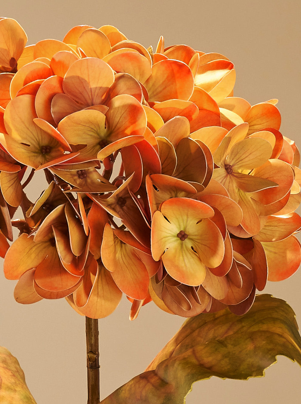 Hortensia d'automne orange